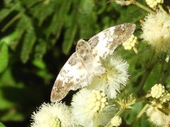 Polyctor cleta