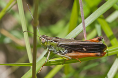 Stenobothrus rubicundulus