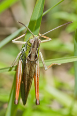 Stenobothrus rubicundulus