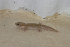 Tarentola hoggarensis