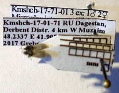 Microplax interrupta