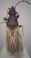 Microplax interrupta