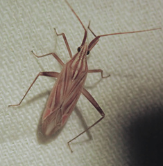 Miridius quadrivirgatus