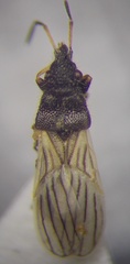 Microplax interrupta