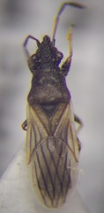 Microplax interrupta