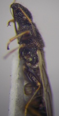 Microplax interrupta