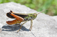 Stenobothrus rubicundulus