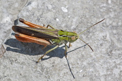 Stenobothrus rubicundulus