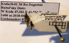 Microplax interrupta