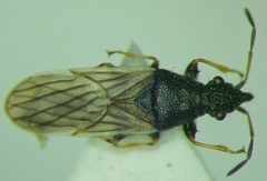 Microplax interrupta