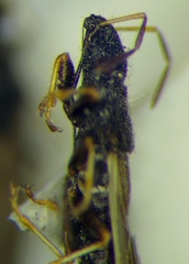 Microplax interrupta