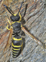Ancistrocerus oviventris