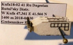 Microplax interrupta