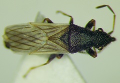 Microplax interrupta