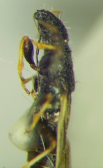 Microplax interrupta