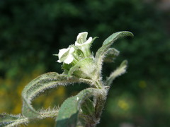 Prunella laciniata image