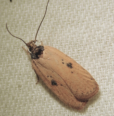 Agonopterix subpropinquella