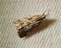 Euchromius cambridgei