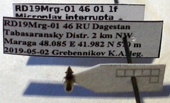 Microplax interrupta