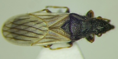 Microplax interrupta