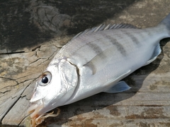 Lithognathus lithognathus