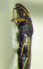 Microplax interrupta