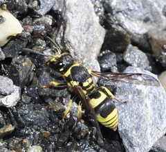 Ancistrocerus renimacula