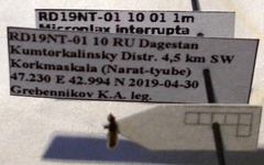 Microplax interrupta