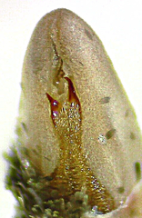 Eupithecia fletcherata