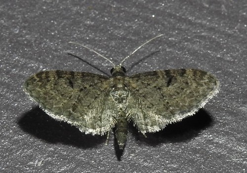 Fletcher's Pug Moth