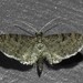Fletcher's Pug Moth - Photo (c) joannerusso, some rights reserved (CC BY-NC), uploaded by joannerusso