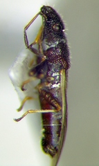 Microplax interrupta