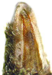 Eupithecia interruptofasciata