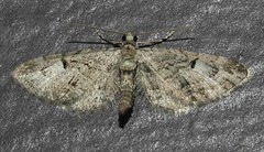 Eupithecia interruptofasciata