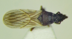 Microplax interrupta