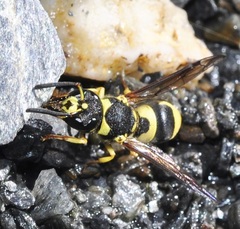 Ancistrocerus renimacula