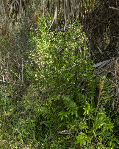 Baccharis halimifolia image