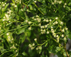 Baccharis halimifolia image