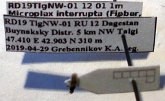 Microplax interrupta