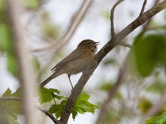 Phylloscopus sindianus lorenzii