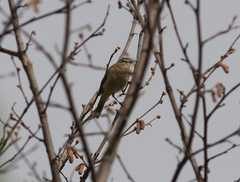 Phylloscopus sindianus lorenzii