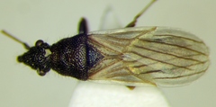 Microplax interrupta