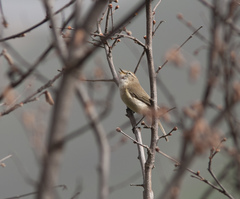 Phylloscopus sindianus lorenzii