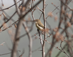 Phylloscopus sindianus lorenzii