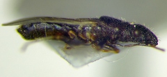 Microplax interrupta