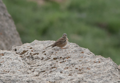 Emberiza buchanani