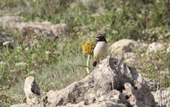 Oenanthe xanthoprymna