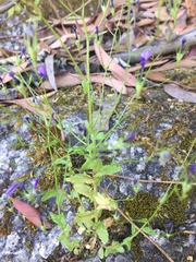 Campanula rapunculus