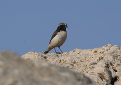 Oenanthe xanthoprymna