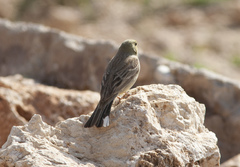 Emberiza cineracea
